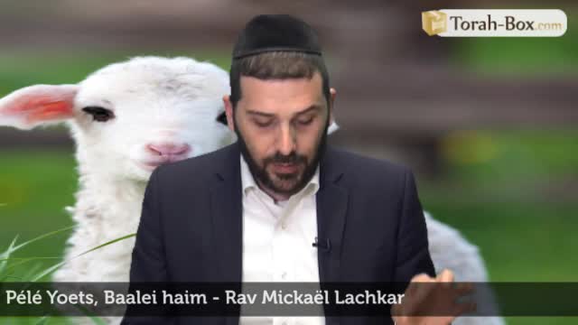 Ba'alé 'Haïm - Animaux